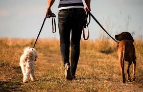 We did not find results for: Pet Sitter And Dog Walker Job Description Fairmount Pet Service