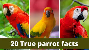 Pellets offer a more balanced nutritional parrot diet for your bird in a form that is easy for you to serve and reduces the. 20 True Parrot Facts True Parrot Classifications Food Lifespan Zoological World