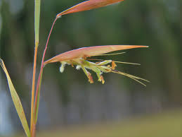 Image result for Aristida congesta