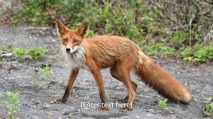 Vara este scurta, iar temperatura medie a lunii celei mai calde nu depaseste 100 c, ceea ce nu permite solului sa se dezghete decat la suprafata. PÄƒdurea De Conifere Youtube