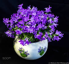 Campanula Get Mee Campanula Is One Of Several Genera In The Family Campanulaceae With The Common Name Bellflower It Takes Both It Campanula Plants Flowers
