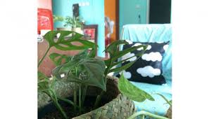 Cara Merawat Tanaman Hias Janda Bolong Dari Pilihan Tanah Hingga Penempatan Cantik Tempo Co