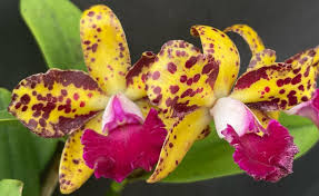 Image result for Cyphia richardsiae