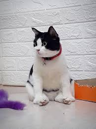 cats おしゃれまとめの人気アイデア pinterest julio cesar おもしろ猫画像 子猫 かわいい猫