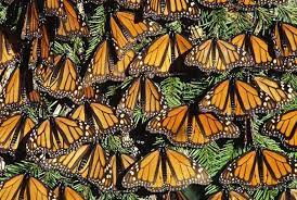 Pin En Monarchs Butterflies
