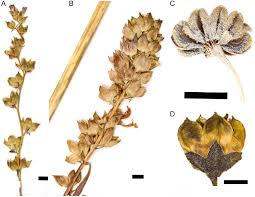 Image result for Malvaceae: Byttnerioideae, Helicteroideae