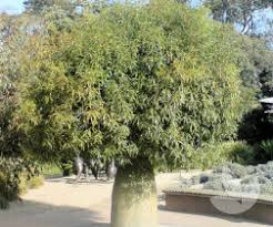 Check spelling or type a new query. Speciality Trees Premium Quality Advanced Landscaping Trees Melbourne