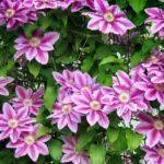 Ivy is an evergreen vine with fast creeping properties that make it perfect for covering a wall. Growing Vines In Zone 8 Evergreen And Flowering Vines For Zone 8 Gardens