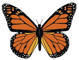 Animal Patterns Monarch Butterfly Monarch Butterfly Images Butterfly Drawing