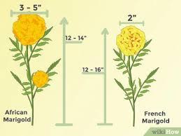 Learn how to plant, grow, and care for marigold flowers with this garden guide. How To Grow Marigolds With Pictures Wikihow