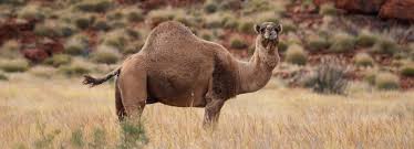 The commercial seal hunt has been a contentious subject between animal rights activists and indigenous groups for decades. There Is No Camel Community For Australia S Camels