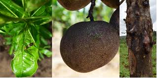 Image result for Vangueria ferruginea