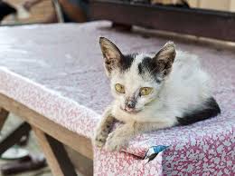 Herpes Infektion Bei Katzen So Gefahrlich Ist Das Feline Herpesvirus