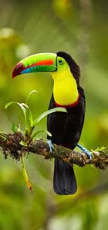 Bird With Big Mouth The Ferrari In Birds Toucan Is Also Called Big Mouth Bird It Belongs To The Order Rhombomorpha Touniac Wild Animals Pictures Jungle Birds Pet Birds