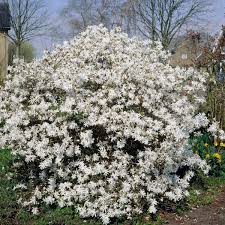 Download this premium photo about branch of tree with white flowers, and discover more than 8 million professional stock photos on freepik. 3ft Stellata Magnolia Tree 5l Pot 25 99