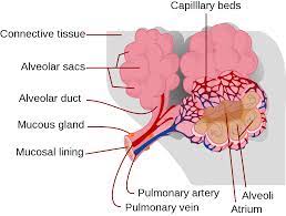 You may have one nodule on the lung or several nodules. Pulmonary Alveolus Wikipedia
