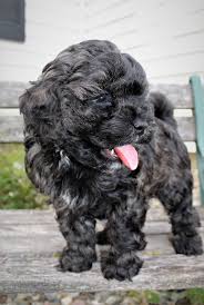 Mom is an f1 goldendoodle, 55 pounds and very curly. Pq Hcdzvdyngkm