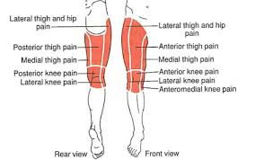 Hip Thigh Knee The Trigger Point Referred Pain Guide