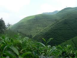 The kemuning tea garden has a natural beauty that is able to pamper tourist who visit. Kebun Teh Kemuning Mapio Net
