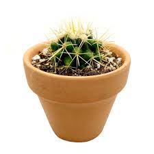 More than 52 golden barrel cactus care at pleasant prices up to 8 usd fast and free worldwide shipping! Golden Barrel Cactus Echinocactus Grusonii For Sale Succulents Box