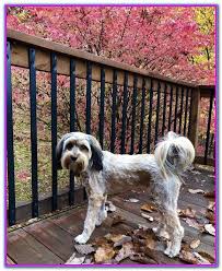 Mobile Dog Grooming Denver Nc Dog Grooming Dog Groomers Dogs
