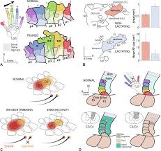 Those that are closest to the shoulder are the thickest and strongest. Somatosensory Maps Sciencedirect