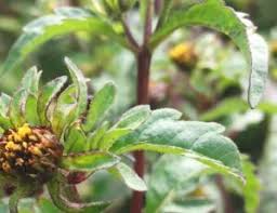 Image result for foto Dvouzubec