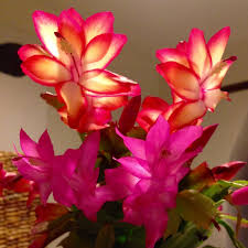 Free delivery and returns on ebay plus items for plus members. Schlumbergera X Buckleyi Christmas Cactus In Gardentags Plant Encyclopedia