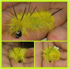 Check spelling or type a new query. Pin On Butterflies