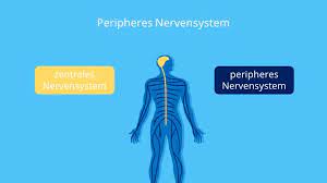 Geschützt wird das gesamte zns (gehirn und rückenmark) durch die hirnhäute, auch als meningen bezeichnet. Peripheres Nervensystem Aufbau Und Erkrankungen Mit Video Mit Video