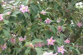 Image result for Lagunaria patersonia