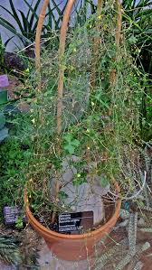 Image result for Zehneria scabra