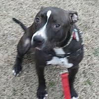 Our puppies are show quality and are health guaranteed to meet ofa standards. Rottweiler Puppies For Sale In Wilmington North Carolina Adoptapet Com