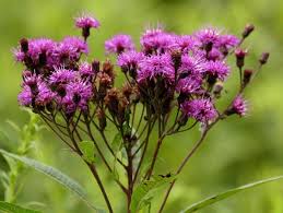 Image result for ironweed plant