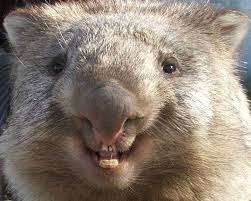 「Wombats」的圖片搜尋結果