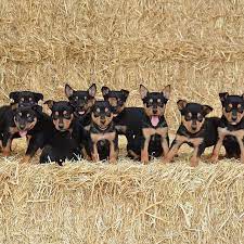 At the sight of blood that must be spilled so that we may maintain. You Can Never Have Too Many Puppies On A Puppy Friday Puppies Puppyfriday Tgif Friday Fridayfeels Fryyay Kelpiepuppie Puppies Puppy Breath Puppy Eyes