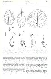 Image result for Maprounea