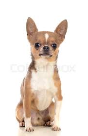 We did not find results for: Funny Brown Chihuahua With Big Ears Stock Image Colourbox