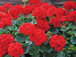 Image result for foto muškáty