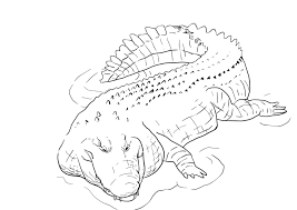 Maybe you would like to learn more about one of these? Dangerous Crocodile Razukraski Com