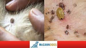There are three key features ticks have that other normal anatomy on dogs will not: How To Check Your Dog For Ticks Tick Hiding Spots Professional Dog Training Tips Youtube