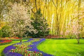 We did not find results for: Colourful Blooming Cherry Trees And Spring Flowers Flowerbeds Stock Photo Picture And Royalty Free Image Image 93507465