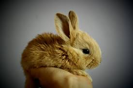 Image result for bunny