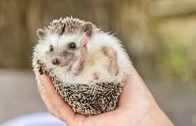 This is the most trusted and efficient way to buy and acquire your animal up to your door step. Pet Hedgehog Costs Facts And Care Lovetoknow