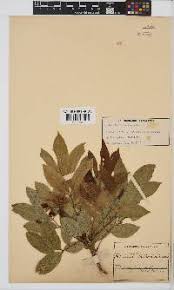 Image result for Philenoptera nelsii