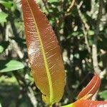 Image result for Ochna natalitia