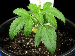 Image result for Grona stolzii