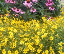 We also spray it on many other flowers and shrubs throughout our yard that deer and rabbits enjoy eating, such as we learned about sweet potato vines the hard way. Deer Resistant Plants And Flowers Keep Deer Out Of Your Garden The Old Farmer S Almanac