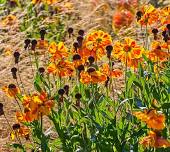 Plants for Autumn Interest & Choosing Bulbs – Gardening Talk