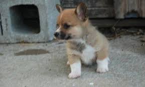 Browse thru our id verified puppy for sale listings to find your perfect puppy in your area. Frankfurt Pembroke Welsh Corgi Puppies For Sale For Sale In Flagstaff Arizona Classified Showmethead Com